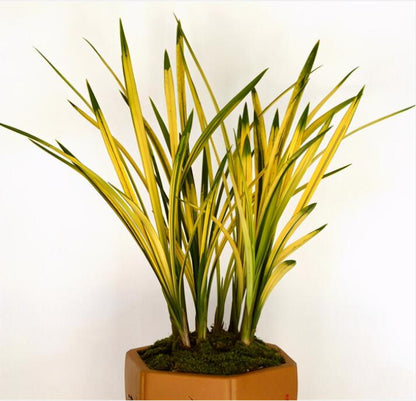 Cymbidium Ensifolium BaBaoQiZhen Fragrant Flowers Easy to Grow, Buds