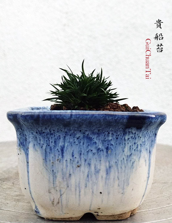Miniature Dwarf Bonsai Acorus gramineus 'Kibune' (贵船苔) – Tiny Sweet Flag CYMUS Cymbidium Orchids Plum Blossom Bonsai Sale