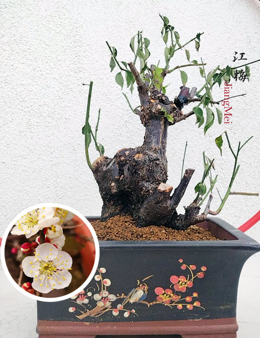 Rare White Plum Blossom JiangMei Japanese Apricot Bonsai (Prunus mume) – 15+ Year Old with pot CYMUS Nurery
