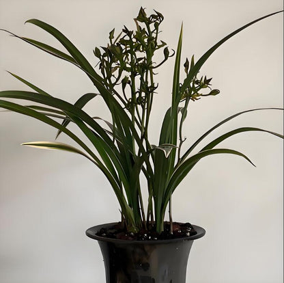 Fragrant Cymbidium Orchid  兰阳牡丹 Live Cymbidium sinense-Lan Yang Peony-Bare Root and Shipped Without Buds 墨兰