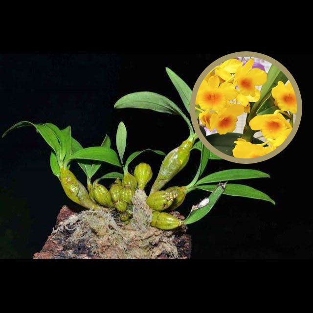 Dendrobium drumstick Without Flowers (Dendrobium drumstick 鼓槌石斛) with bonsai pot