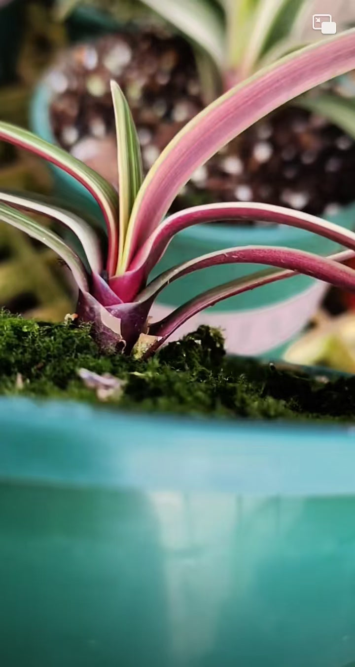 Clivia Seeds-Clivia Miniata Seeds 平尾绿 福伦 鸳鸯 血兰 PingWeiLv FuLun Madarin Duck Blood 5 pcs