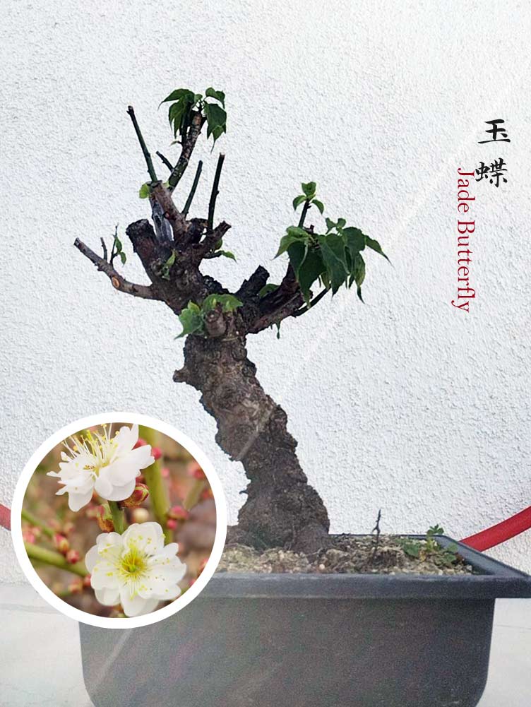 Rare Jade Butterfly Japanese Apricot Bonsai (Prunus mume) – 5+ Year Old