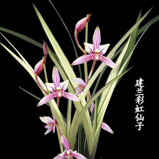 Cymbidium Ensifolium Rainbow Fairy Fragrant Flowers Easy to Grow, Buds