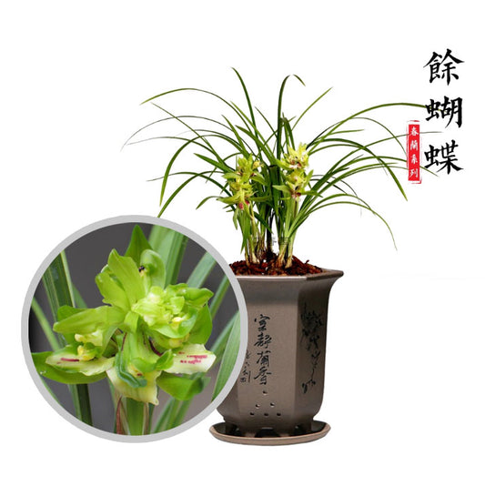 Live Cymbidium Goeringii 余蝴蝶 Orchids Perfect for Windowsills or Indoors-春兰