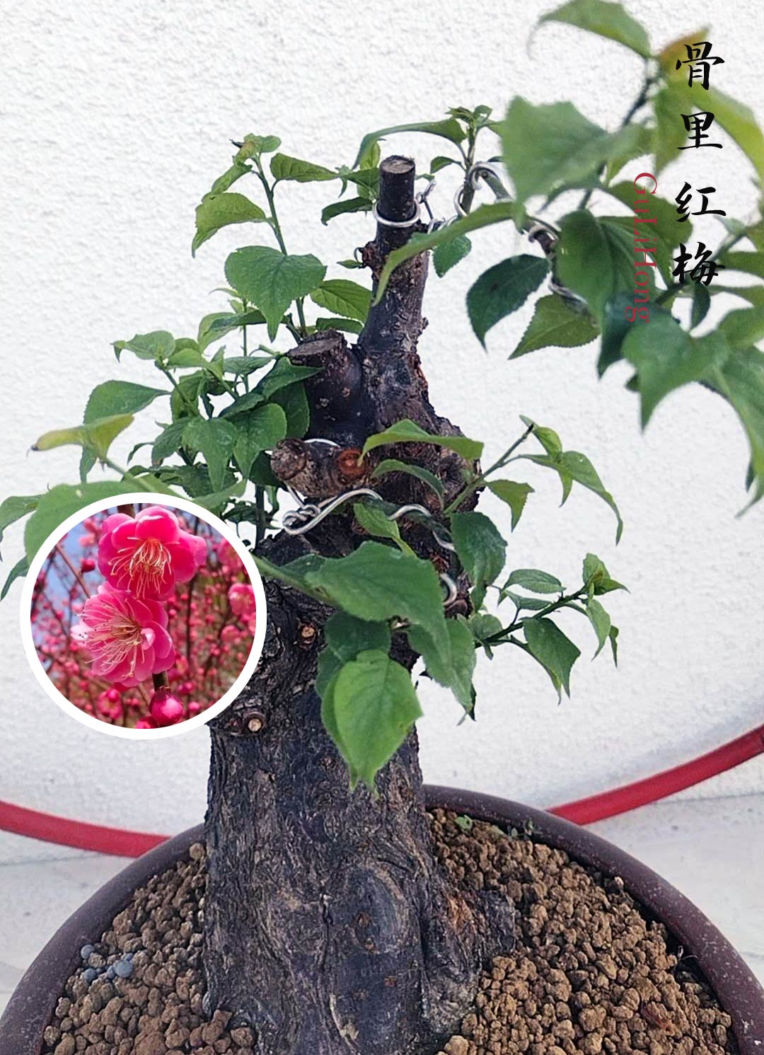 Rare Red Core Japanese Apricot Bonsai (Prunus mume) with pot – 20+ Year Old