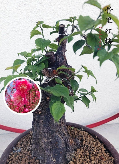Rare Red Core Japanese Apricot Bonsai (Prunus mume) with pot – 20+ Year Old