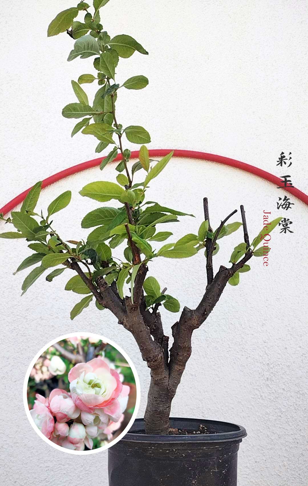 Variegated Flowering Quince 'Jade' – Flowering Crabapple Bonsai Japane –  CYMUS Nurery