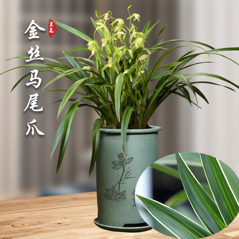 Live Orchid Plant 金丝马尾 Live Cymbidium ensifolium-JinSiMaWei-Bare Foot and Shipped Without Flower 国兰