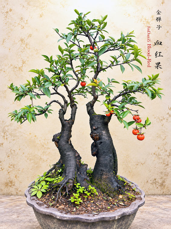 JinDanZi - CYMUS Nurery – CYMUS Nursery