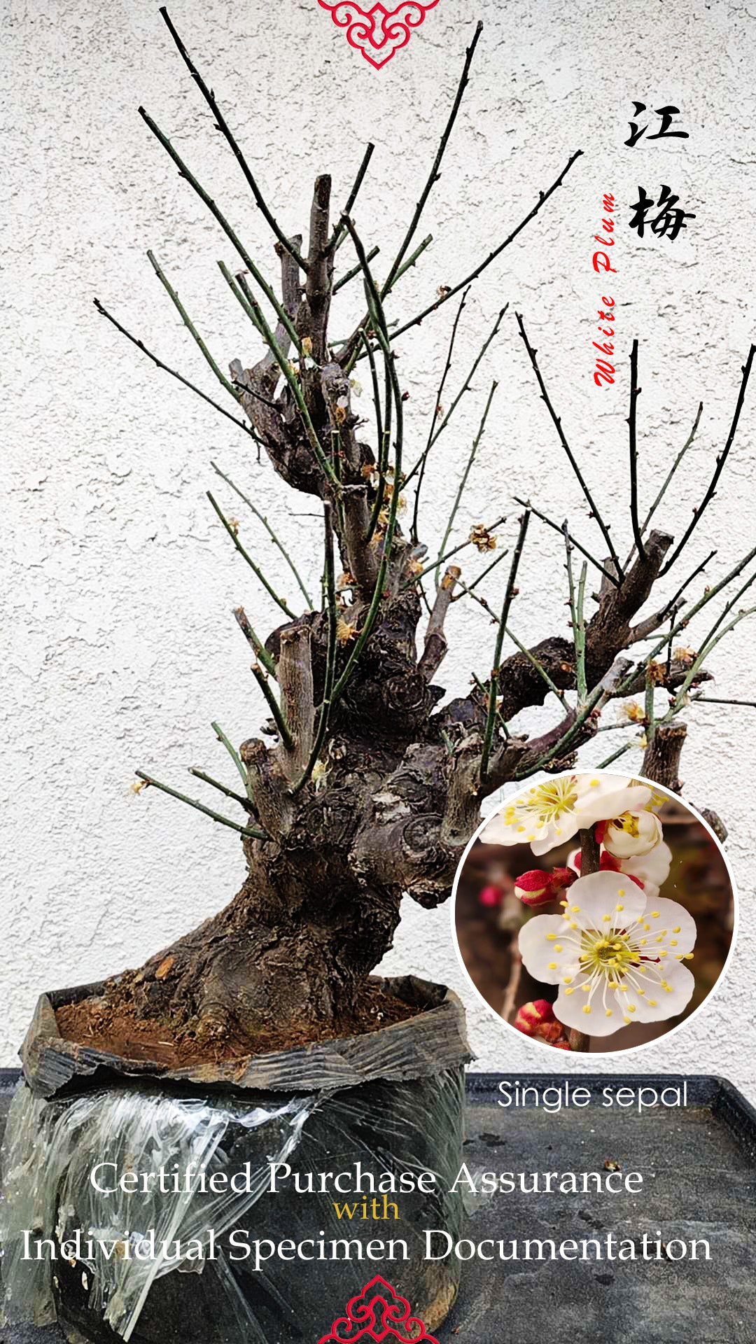 35+ years old Plum bonsai without buds  bare root live plant 红梅 粉梅 白梅 Red plum,Jiang plum, White plum