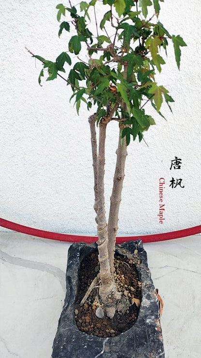 Authentic Chinese Trident Maple (Maples) - Fiery Red Fall Colors, Old Style Nebari with Pot CYMUS Nurery