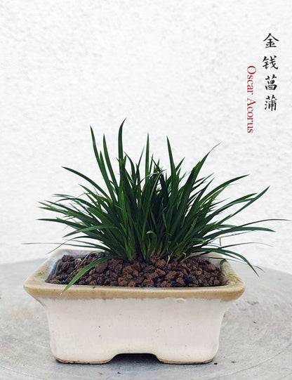 Oscar Calamus Acorus Bonsai – Fragrant Foliage & Traditional Chinese Scholar’s Plant with pot CYMUS Nursery