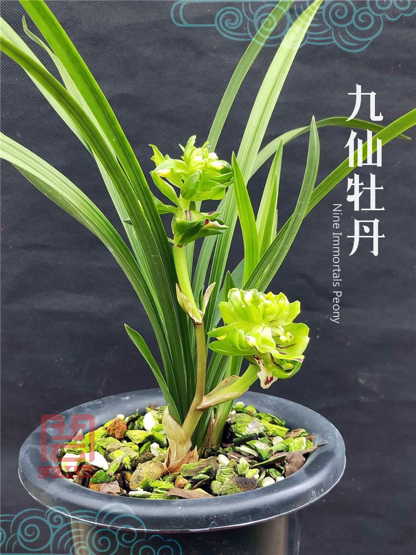 Live Cymbidium Goeringii 九仙牡丹 JiuXian Peony Orchids Perfect for Windowsills or Indoors-春兰