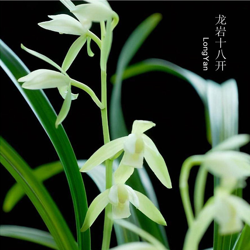 Cymbidium ensifolium-LongYanSu 龙岩素 easy care outdoor and indoor