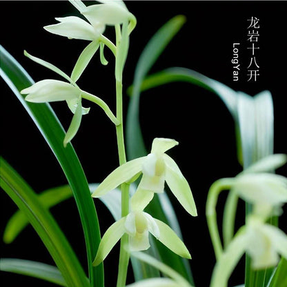 Cymbidium ensifolium-LongYanSu 龙岩素 easy care outdoor and indoor