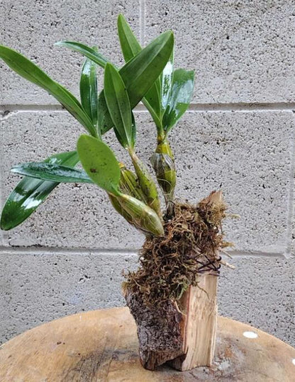 Dendrobium drumstick Without Flowers (Dendrobium drumstick 鼓槌石斛) with bonsai pot
