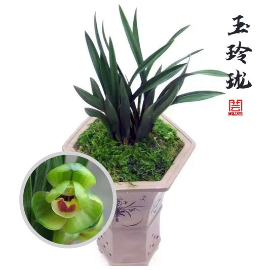 Chunlan Orchid “Yu Linglong” goeringii – Premium Lotus Petal Masterpiece with Buds