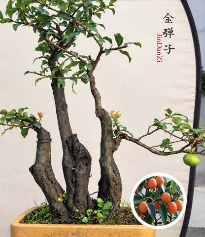 OPre-Sale Original-Root Clump-Style Jindanzi Bonsai – Female Fruiting Specimen with Orange-Yellow Fruit CYMUS Nursery