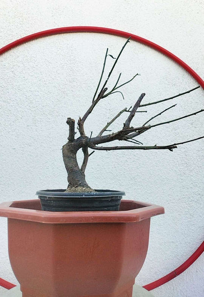 Rare 'Nan Jade' Japanese Apricot Bonsai (Prunus mume)–8+ Year Old with Buds