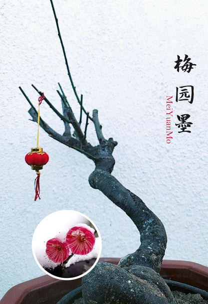 Rare Red MeiYuanMo Japanese Apricot Bonsai (Prunus mume) – 10+ Year Old with Buds