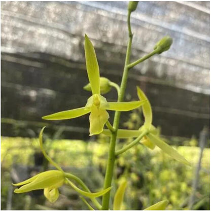 Live Orchid Plant Live Cymbidium sinense-Bai mo-白墨-Bare Root with Buds