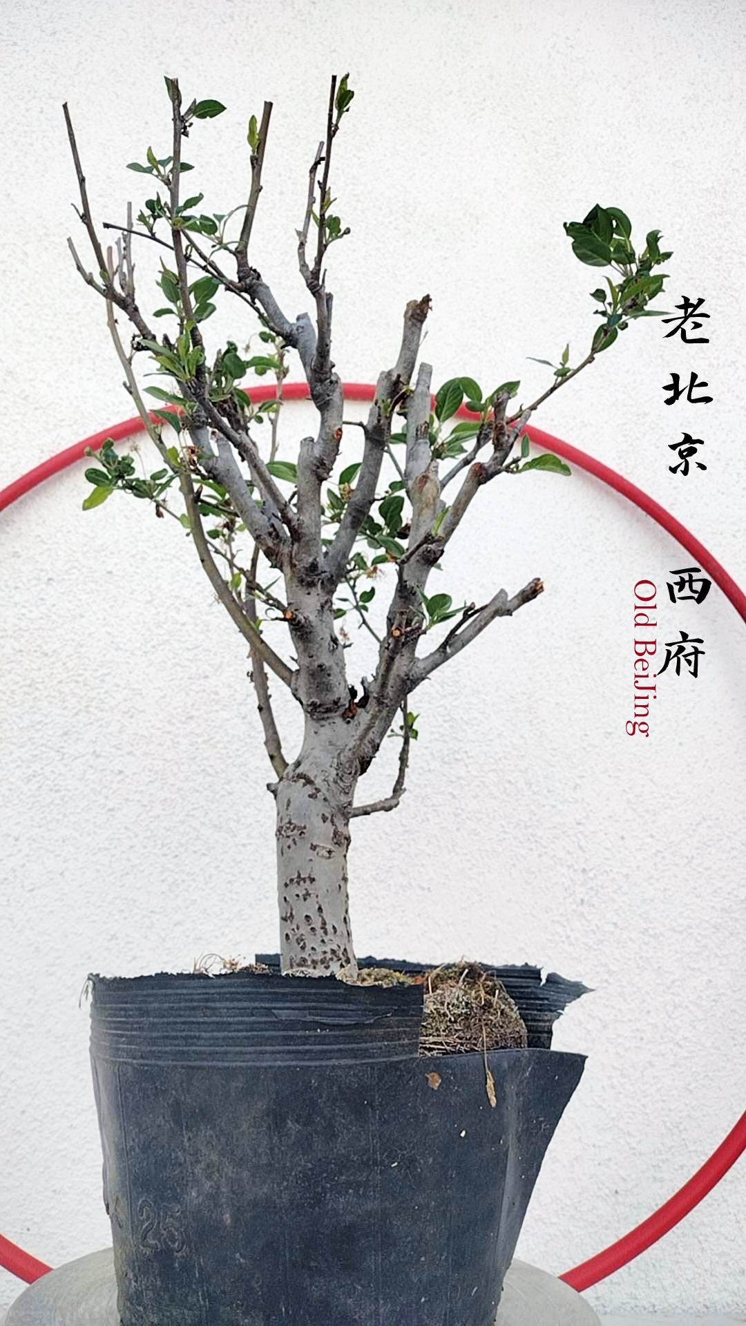 XiFu Flowering Quince