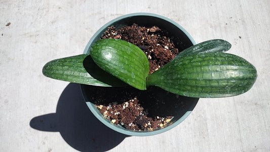 Clivia robusta-平板麻油-Flat Oil Pitted leaf Clivia care