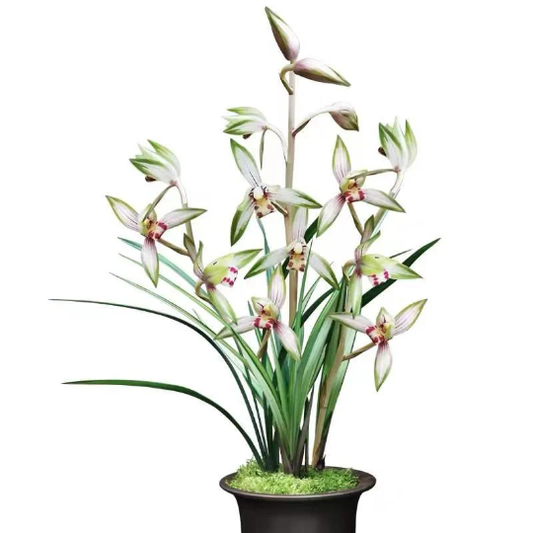 Orchid Plant 高山春色 Live Cymbidium ensifolium-Gao Shan Chun Se-Bare Foot and Shipped Without Flower 国兰