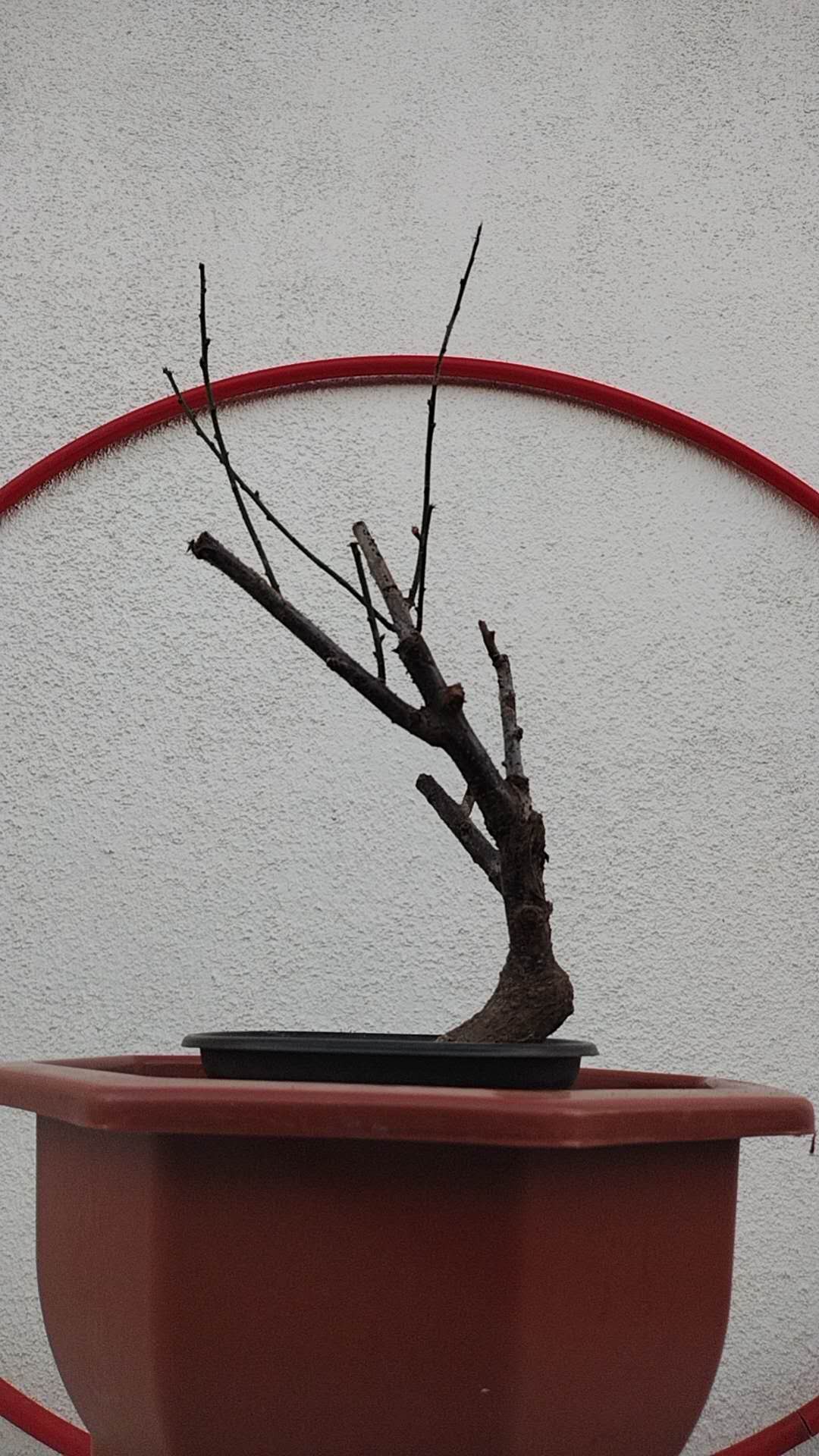 Rare Pink Japanese Apricot Bonsai (Prunus mume) 12+ year old