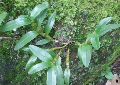 Den officinale 金钗石斛 Dendrobium nobile without flowers