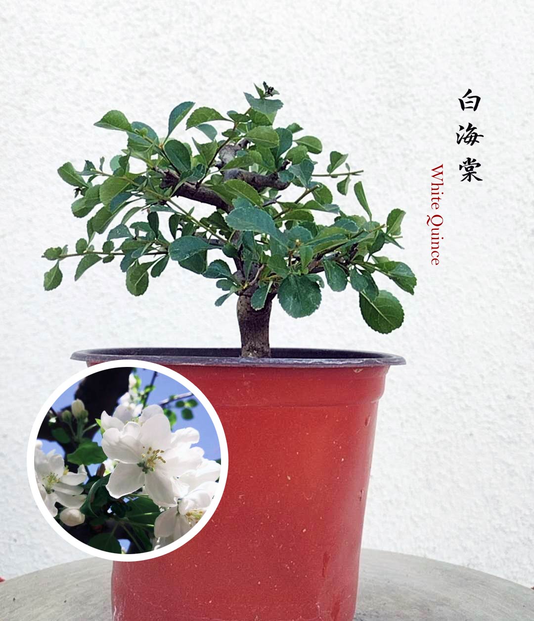 Flowering Quince – CYMUS Nurery