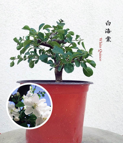 alm-Sized White Red Quince Bonsai – Massive White Blooms, Beautiful Old Stump Shape
