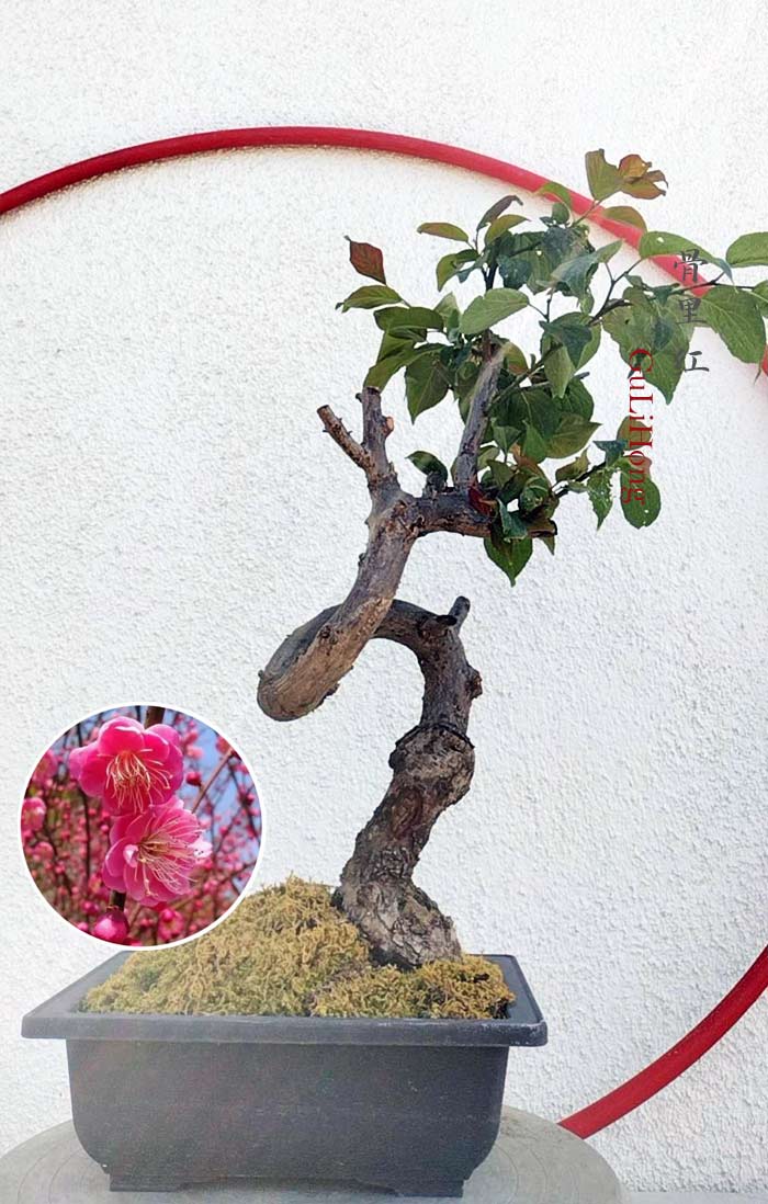 Rare Red Core Japanese Apricot Bonsai (Prunus mume) with pot – 8+ Year Old