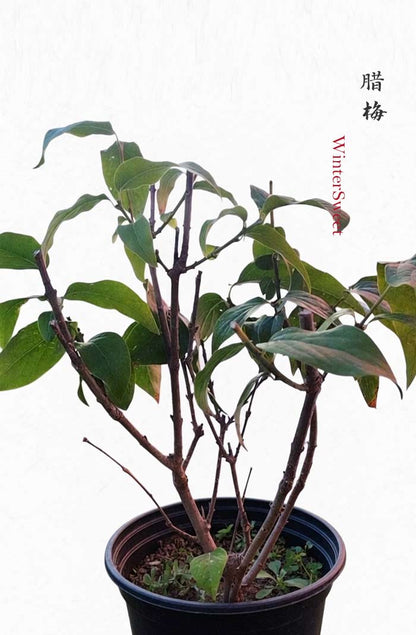 Rare Fragrant Wintersweet Shrub (Chimonanthus praecox) – 8+ Year Old