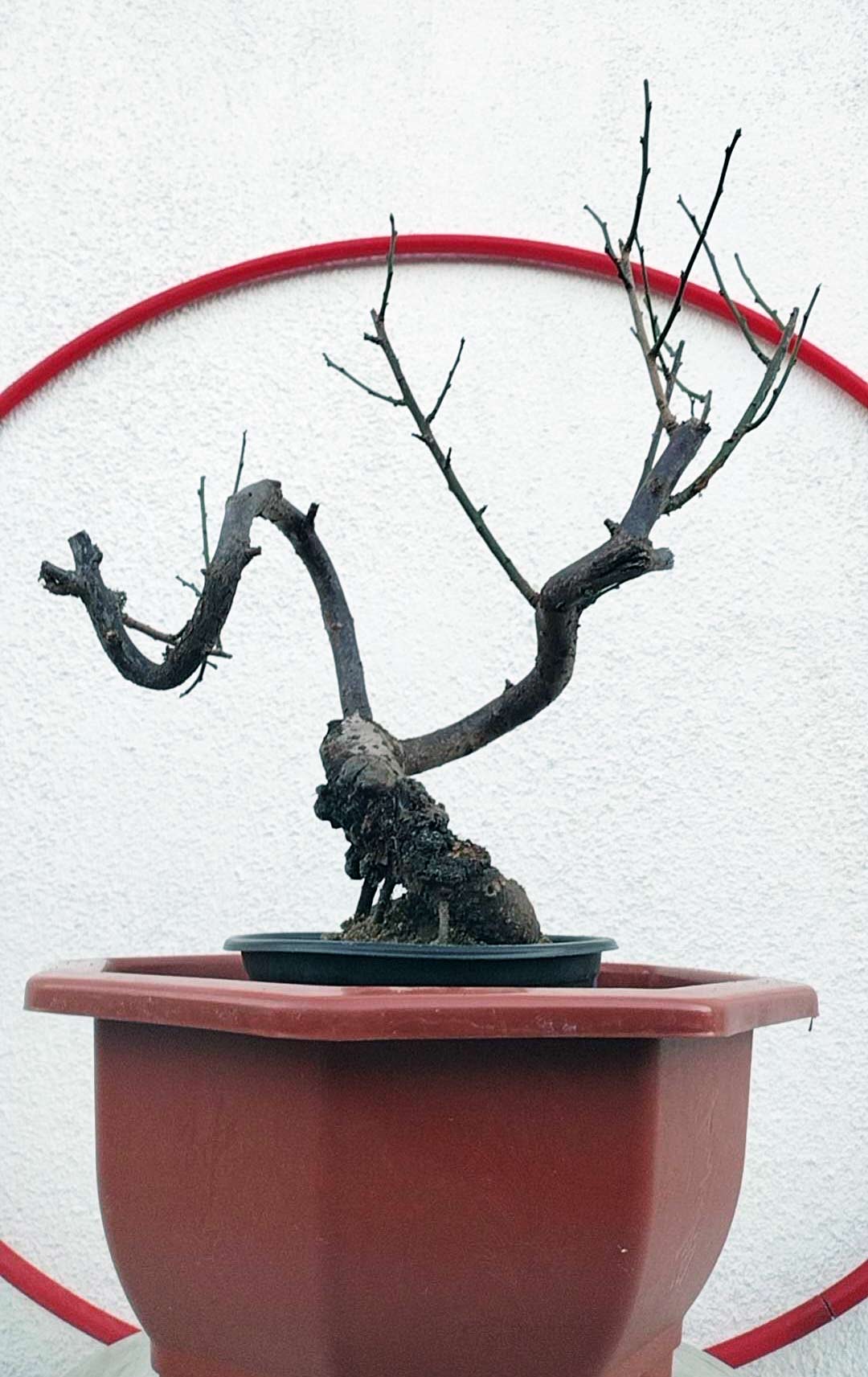 Rare Red GuLiHong Japanese Apricot Bonsai (Prunus mume) – 15+ Year Old Flowering Specimen