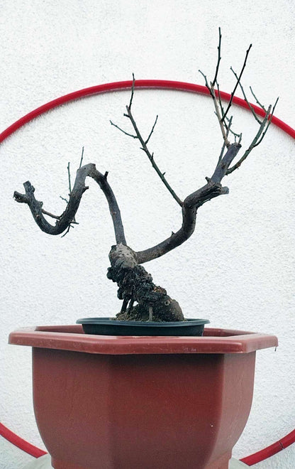 Rare Red GuLiHong Japanese Apricot Bonsai (Prunus mume) – 15+ Year Old Flowering Specimen