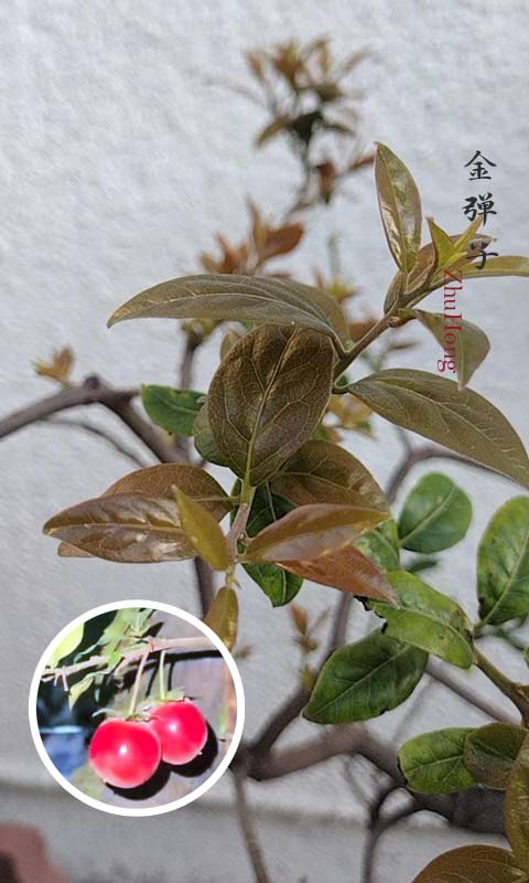 Female Diospyros armata Bonsai 金弹子 朱红 evergreen JinDanZi  Golden Bullet with pot