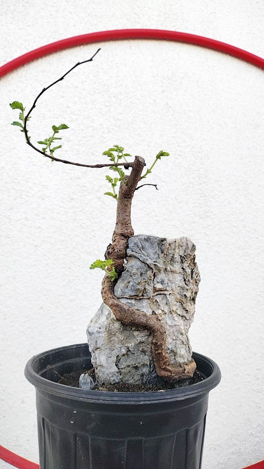 Chinese Elm Root-over-Rock Bonsai – Beginner Friendly Soil ball shipping without pot