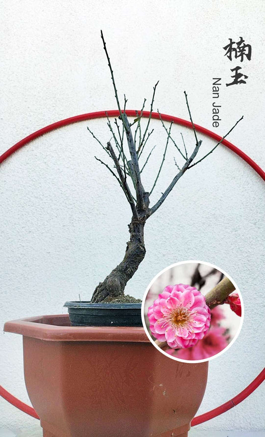 Rare 'Nan Jade' Japanese Apricot Bonsai (Prunus mume)–8+ Year Old with Buds
