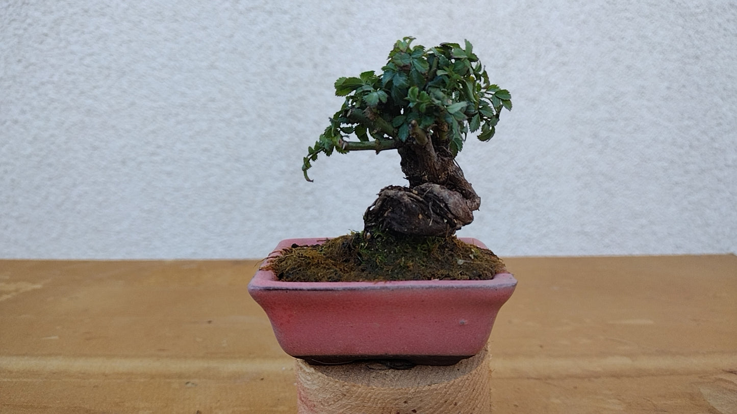 Mini cute Ji Rose with Bonsai pot 姬蔷薇 迷你可爱盆景 Bonsai Live Green Bonsai Tree Indoor outdoor Gardening Live Houseplant Home Decor Gift