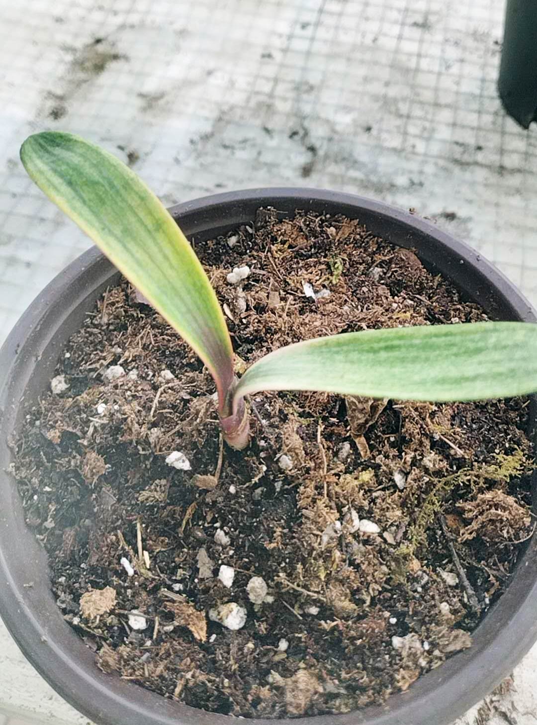 Blood Variegated Clivia miniata rare clivia 2 leaves