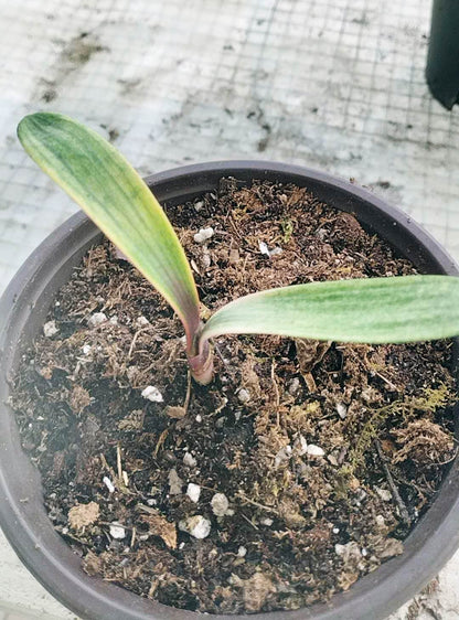 Blood Variegated Clivia miniata rare clivia 2 leaves
