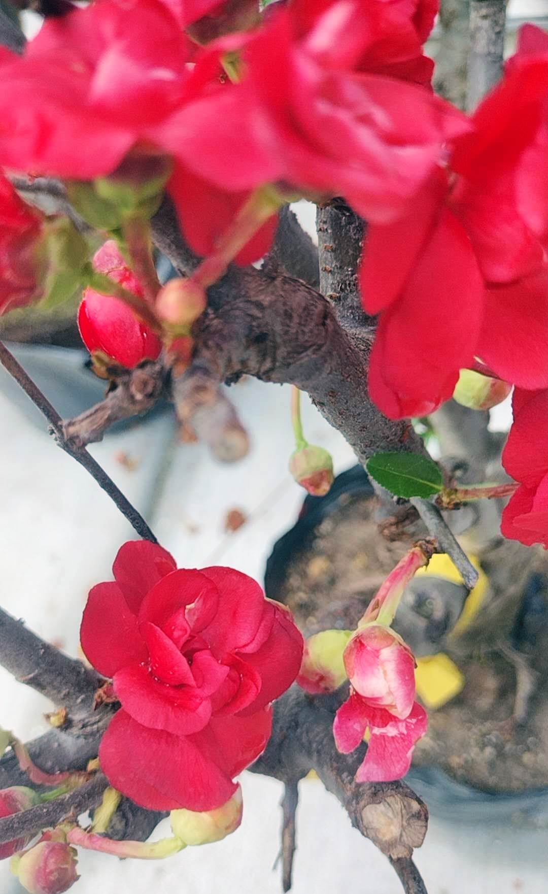 Red Chaenomeles Bonsai – Japanese Flowering Quince ‘Red Chidori’ Cold Hardy with pot