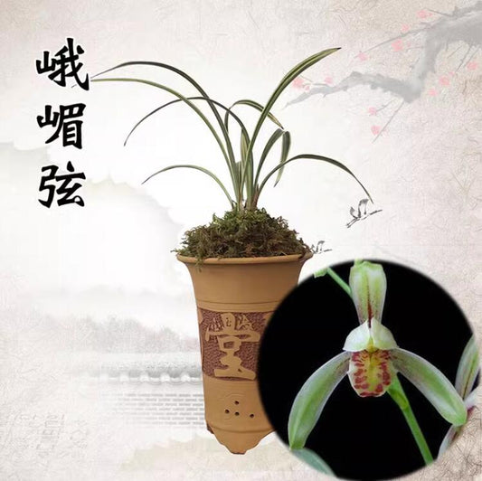 Live Cymbidium Ensifolium 峨眉玄 Orchids Perfect for Windowsills or Indoors-Shipped Without Flowers-EMeiXian 建兰