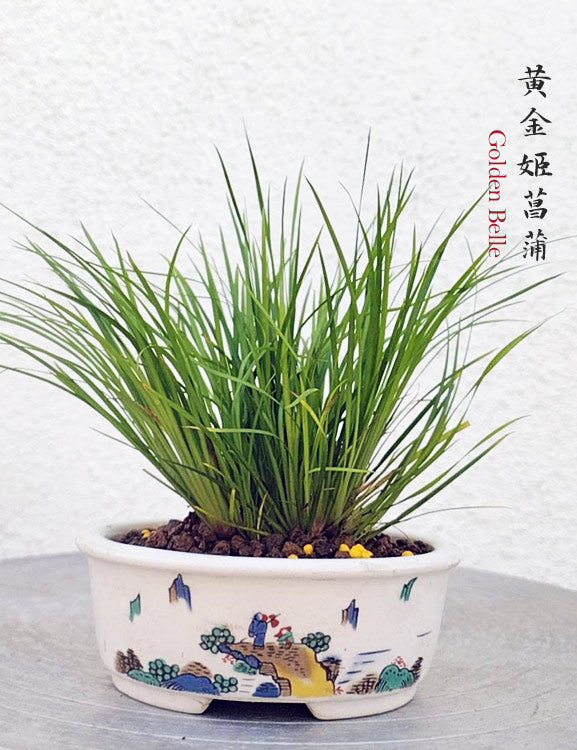 Golden Belle Calamus Acorus Bonsai – Fragrant Foliage & Traditional Chinese Scholar’s Plant with pot CYMUS Nursery