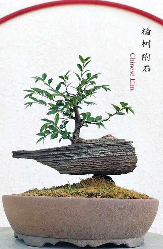 Chinese Elm Root-Fly-XinJiang Rock Bonsai – Beginner Friendly easy care shipping with pot