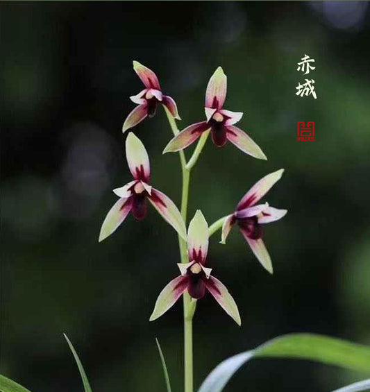 Live Cymbidium Orchid  赤城 Flowers Easy to Grow, House Plants-ChiCheng - 建兰