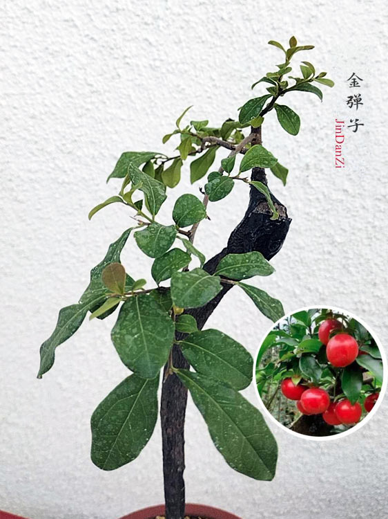 Bonsai Golden Persimmon 金弹子 文人 style evergreen bonsai with purple sand pot CYMUS Nurery