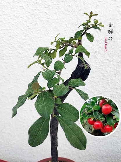 Bonsai Golden Persimmon 金弹子 文人 style evergreen bonsai with purple sand pot CYMUS Nurery
